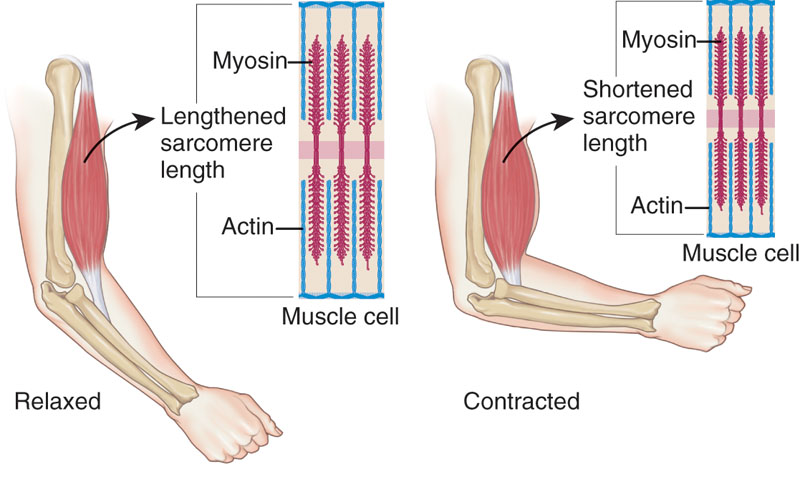Zgradba skeletne mišice s sarkomero