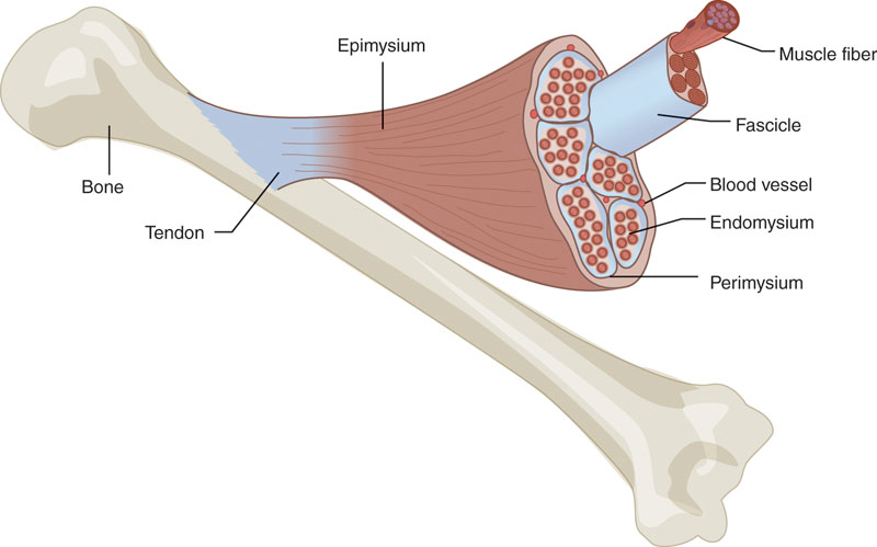 Zgradba skeletne mišice
