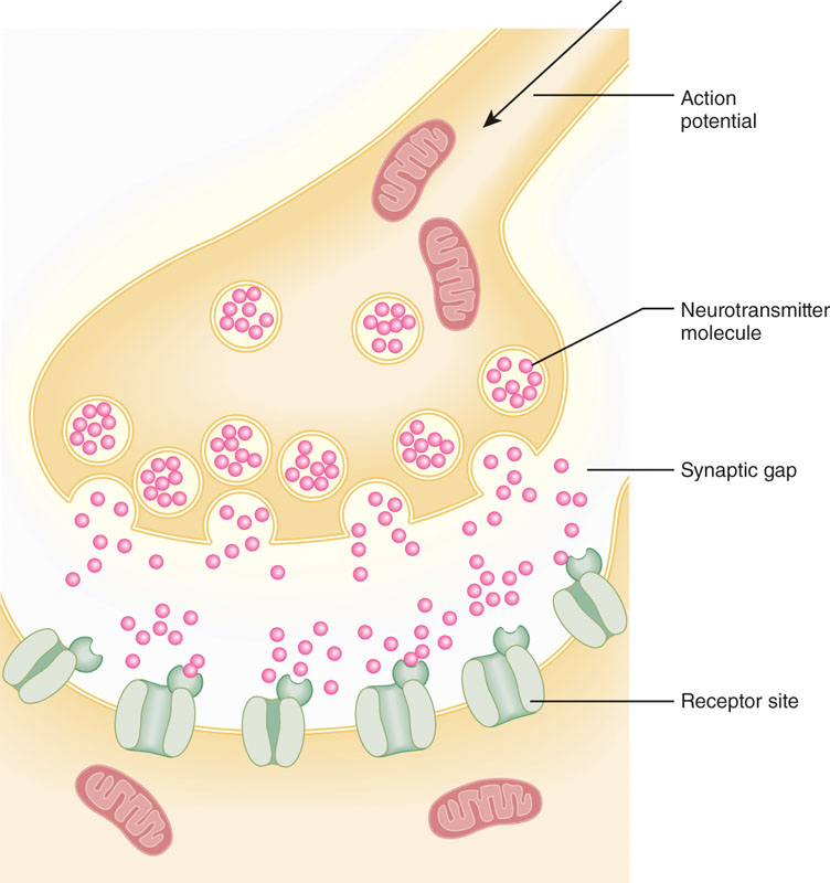 Nevromišični stik - prenos signala